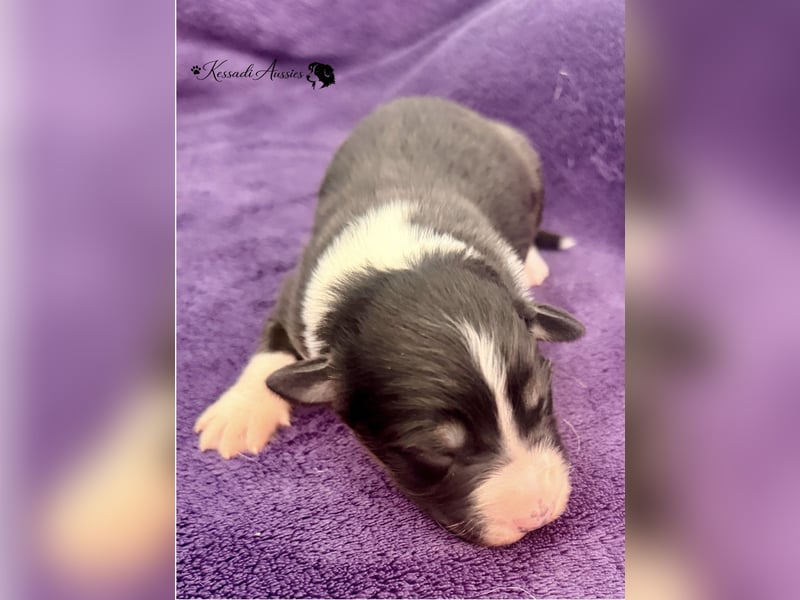 Tolle Australian Shepherd Welpen / ASCA