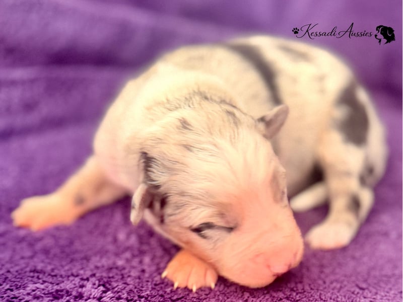 Tolle Australian Shepherd Welpen / ASCA