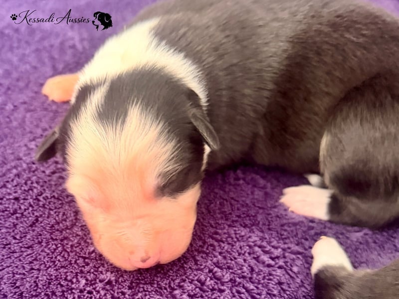 Tolle Australian Shepherd Welpen / ASCA