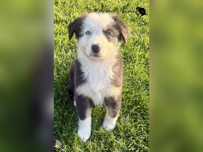 Australian Shepherd Welpen, nur noch 2 frei, auszugsbereit/ ASCA Papieren