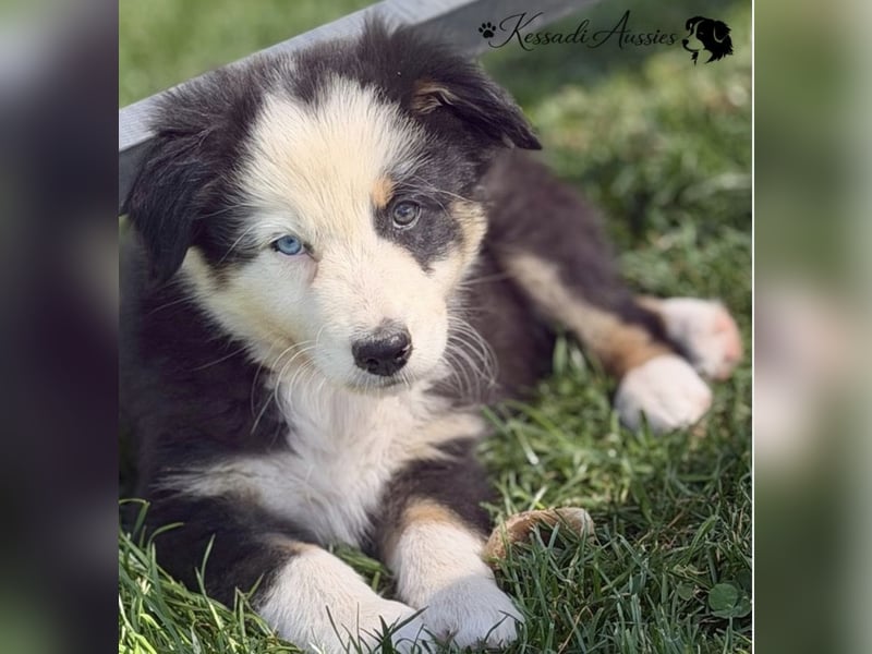 Australian Shepherd Welpen, nur noch 2 frei, auszugsbereit/ ASCA Papieren