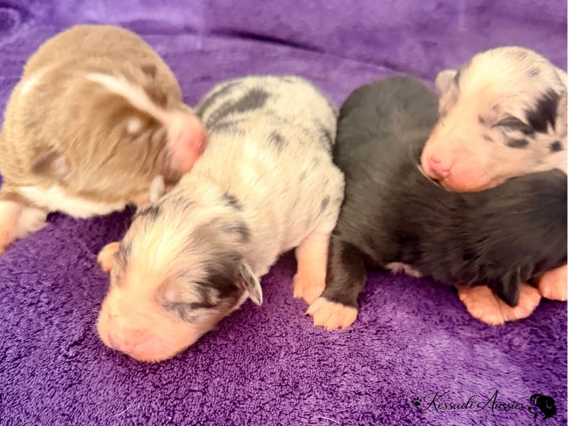 Tolle Australian Shepherd Welpen / ASCA