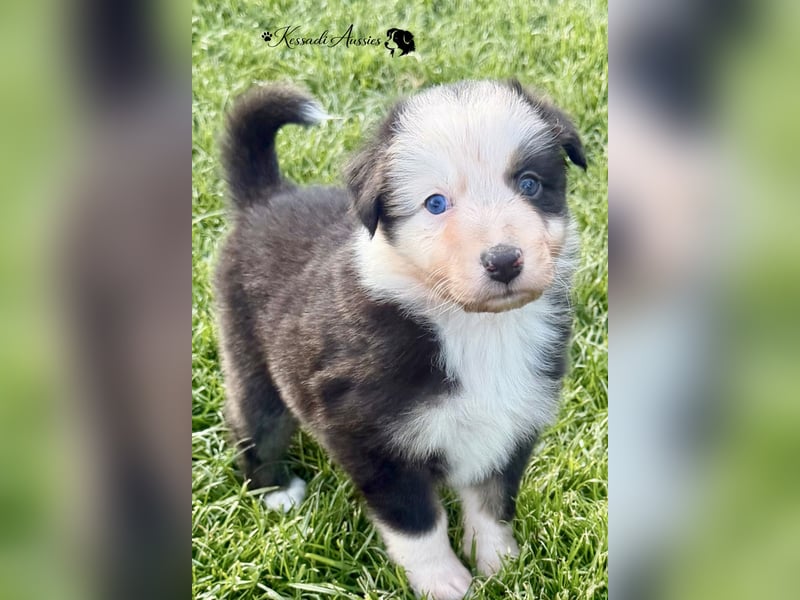Tolle Australian Shepherd Welpen / ASCA
