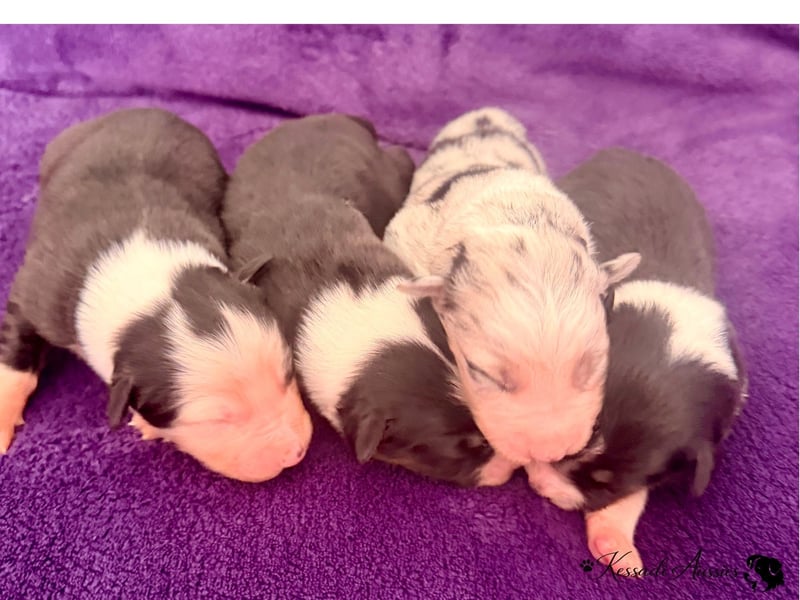 Tolle Australian Shepherd Welpen / ASCA