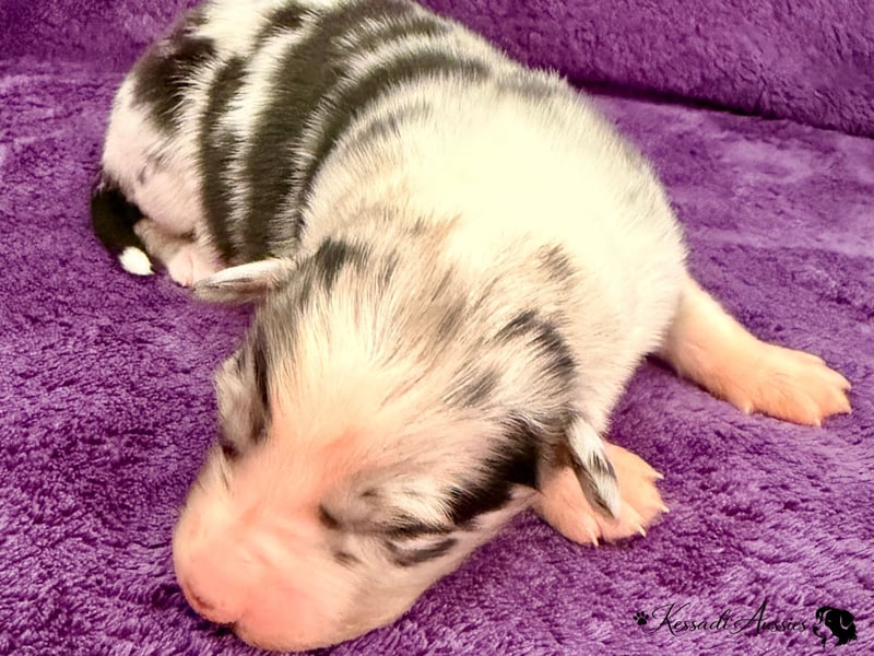 Tolle Australian Shepherd Welpen / ASCA