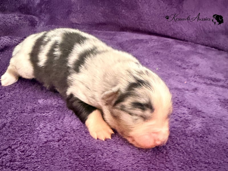 Tolle Australian Shepherd Welpen / ASCA