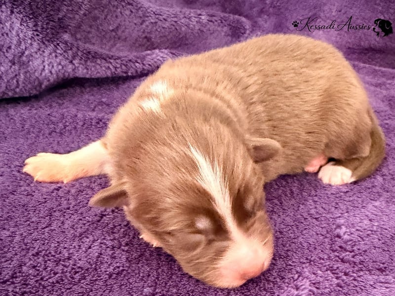 Tolle Australian Shepherd Welpen / ASCA