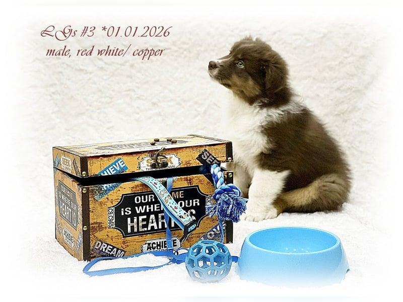 Australian Shepherd Rüde (red white/ copper) sucht