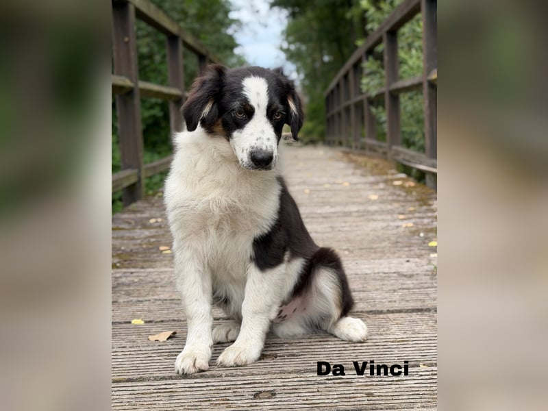 Traum schöne Australian Shepherd Welpen