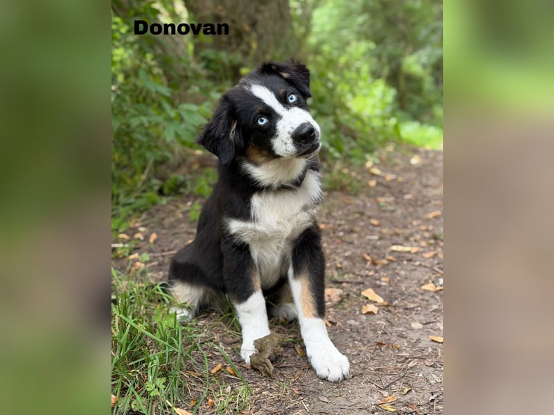 Traum schöne Australian Shepherd Welpen