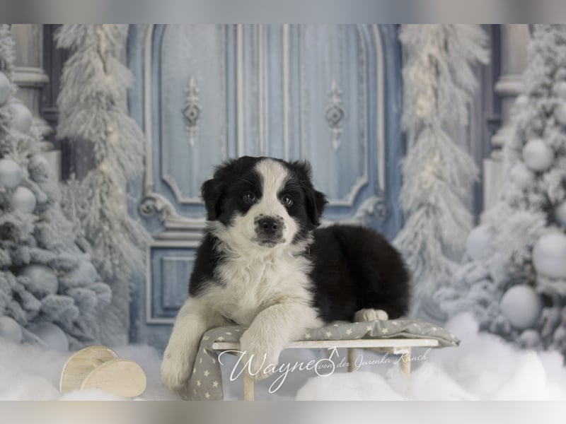 Traumschöne Australian Shepherd Welpen