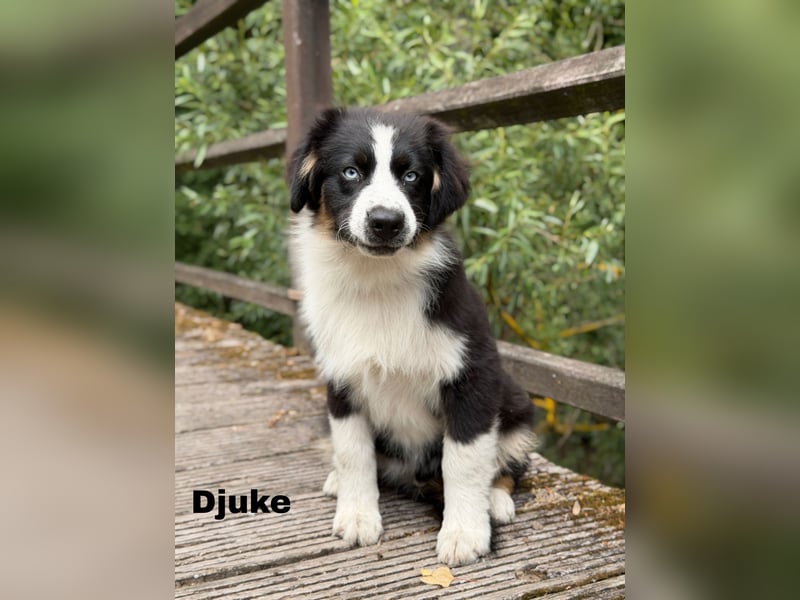 Traum schöne Australian Shepherd Welpen