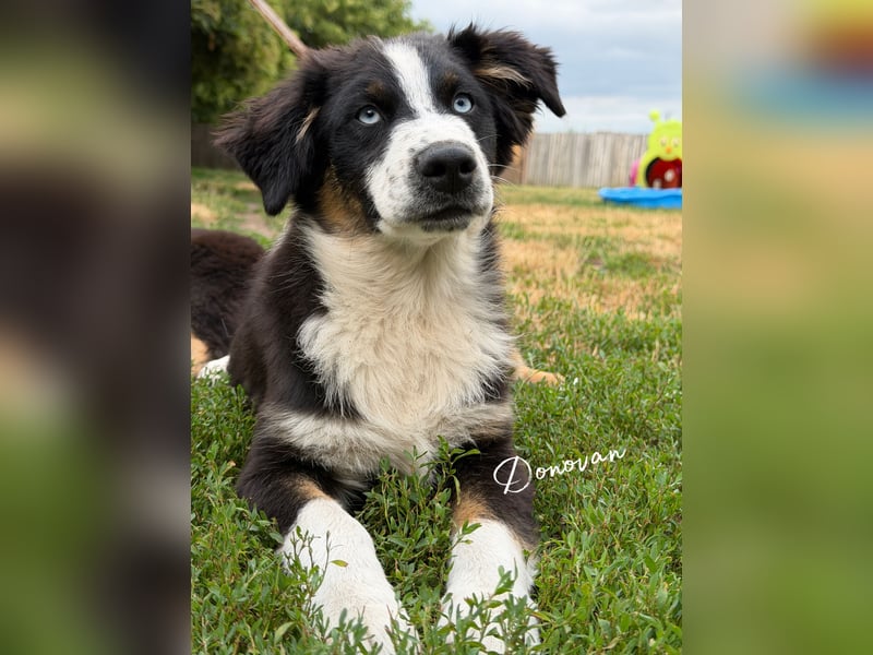 Traum schöne Australian Shepherd Welpen
