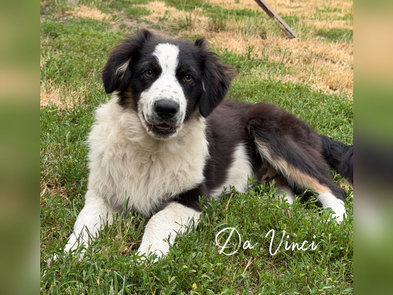 Traum schöne Australian Shepherd Welpen