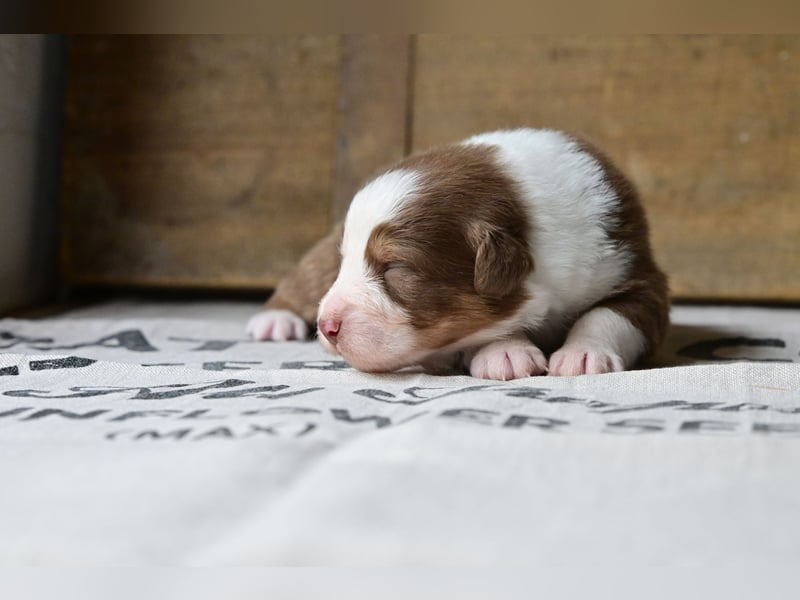 Roter Australian Shepherd Rüde Welpe aus CASD / VDH-Zucht in Thüringen