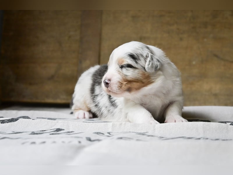 Blue-Merle Australian Shepherd Rüde Welpe aus CASD-/VDH-Zucht in Thüringen