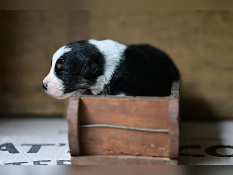 Black tri Australian Shepherd Welpe Rüde aus VDH / CASD-Zucht in Thüringen