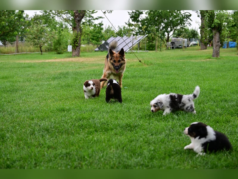 Roter Australian Shepherd Rüde Welpe aus CASD / VDH-Zucht in Thüringen