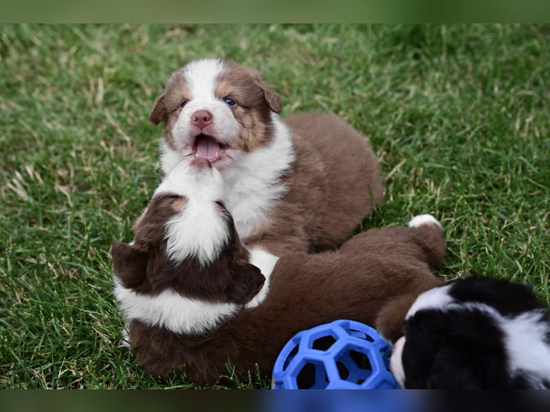 Roter Australian Shepherd Rüde Welpe aus CASD / VDH-Zucht in Thüringen