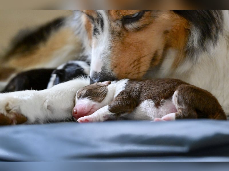 Roter Australian Shepherd Rüde Welpe aus CASD / VDH-Zucht in Thüringen