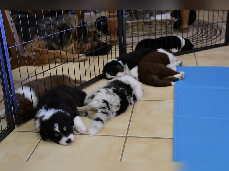 Black-tri  Australian Shepherd Rüde Welpe aus VDH / CASD Zucht in Thüringen