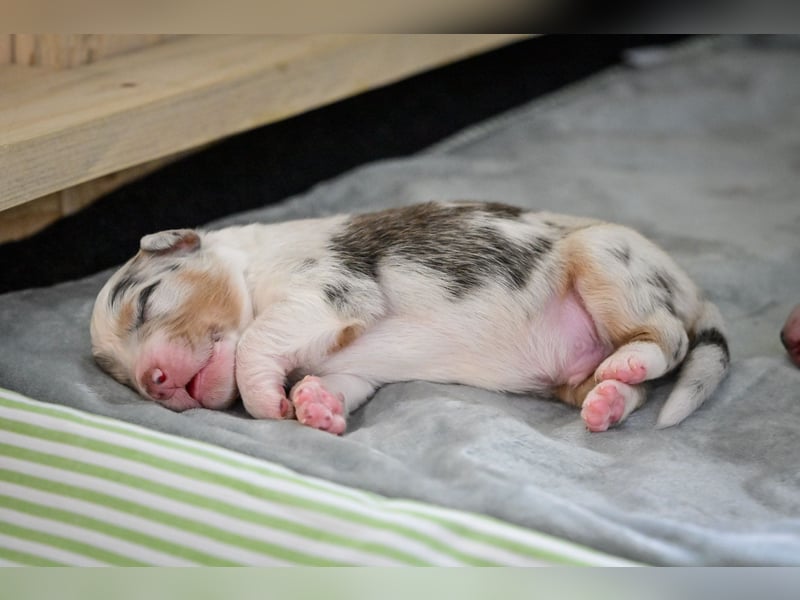 Blue-Merle Australian Shepherd Rüde Welpe aus CASD-/VDH-Zucht in Thüringen