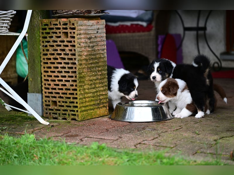 Black tri Australian Shepherd Welpe Rüde aus VDH / CASD-Zucht in Thüringen