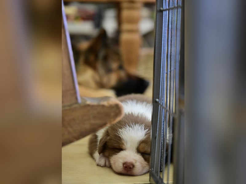 Roter Australian Shepherd Rüde Welpe aus CASD / VDH-Zucht in Thüringen