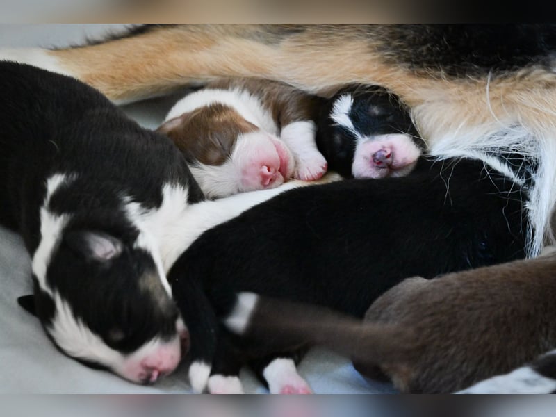 Black-tri  Australian Shepherd Rüde Welpe aus VDH / CASD Zucht in Thüringen