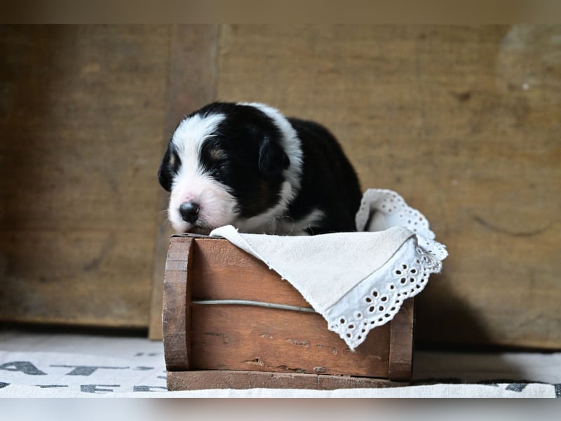 Black tri Australian Shepherd Welpe Rüde aus VDH / CASD-Zucht in Thüringen