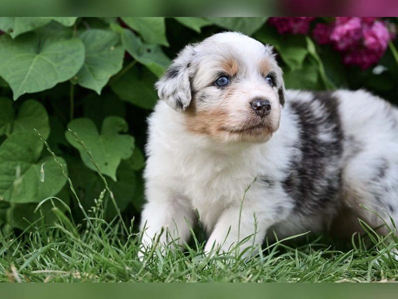 Blue-Merle Australian Shepherd Rüde Welpe aus CASD-/VDH-Zucht in Thüringen