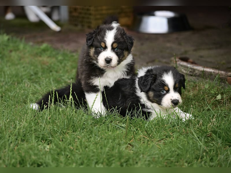 Black-tri Australian Shepherd Rüde Welpe aus CASD-/ VDH-Zucht in Thüringen