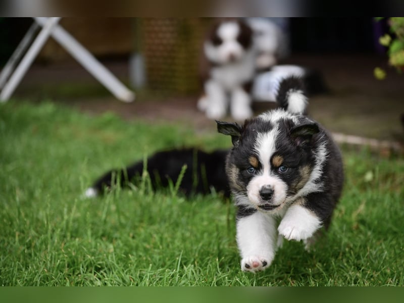 Black-tri Australian Shepherd Rüde Welpe aus CASD-/ VDH-Zucht in Thüringen