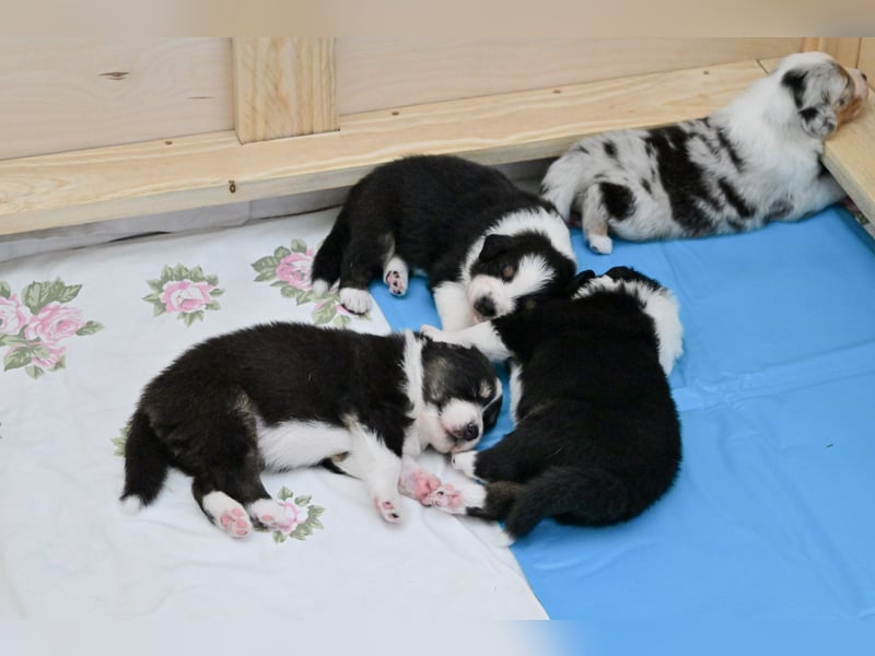 Black-tri  Australian Shepherd Rüde Welpe aus VDH / CASD Zucht in Thüringen