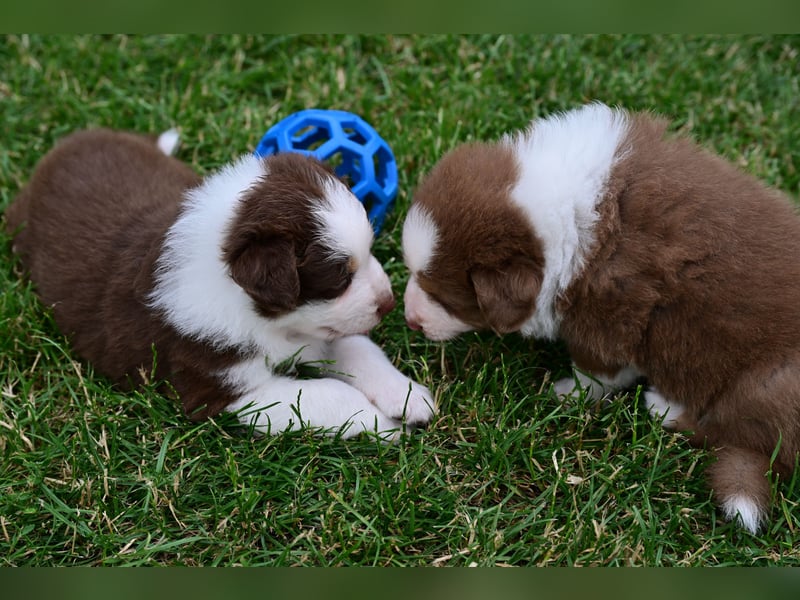 Roter Australian Shepherd Rüde Welpe aus CASD / VDH-Zucht in Thüringen