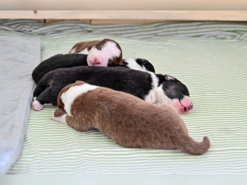 Roter Australian Shepherd Rüde Welpe aus CASD / VDH-Zucht in Thüringen