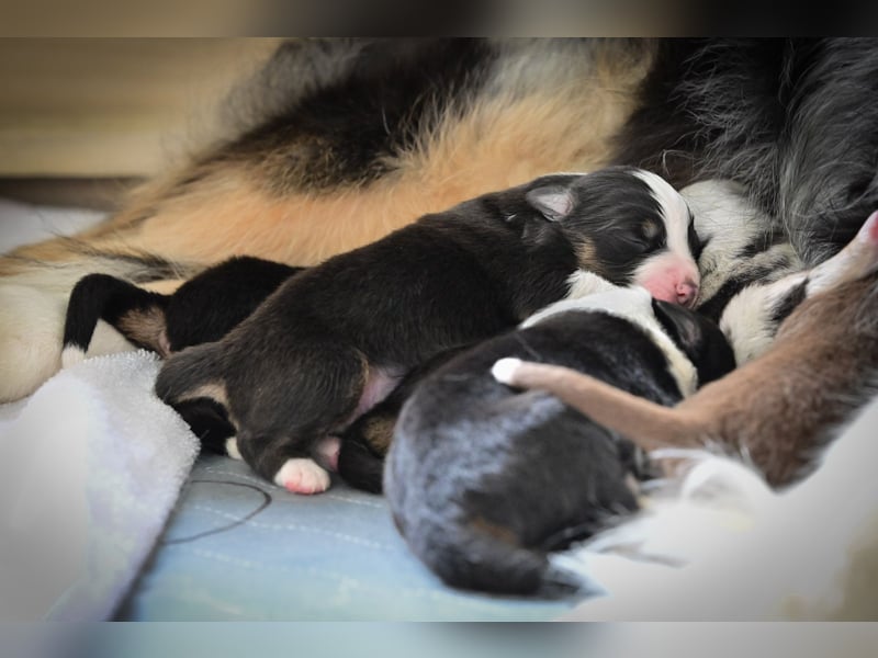 Black-tri Australian Shepherd Rüde Welpe aus CASD-/ VDH-Zucht in Thüringen