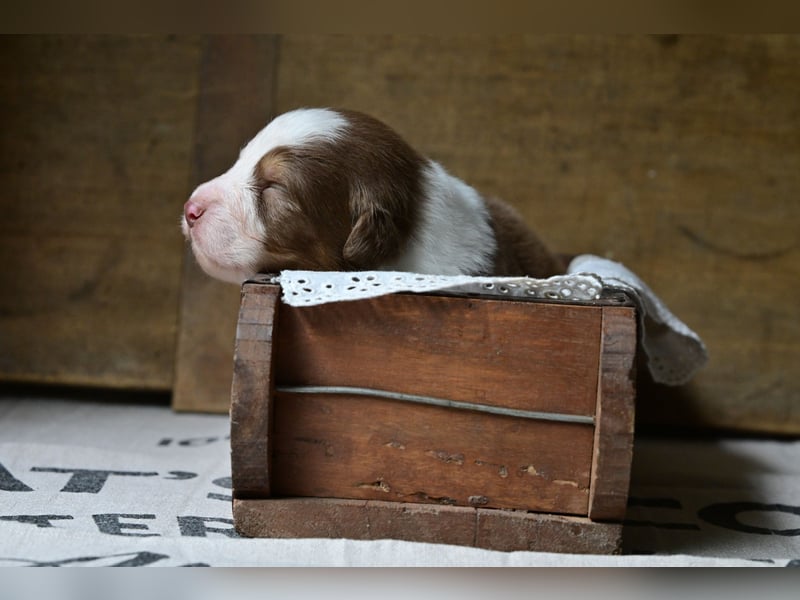 Roter Australian Shepherd Rüde Welpe aus CASD / VDH-Zucht in Thüringen