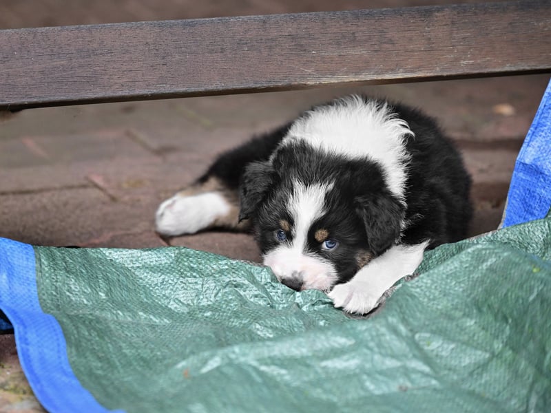 Black tri Australian Shepherd Welpe Rüde aus VDH / CASD-Zucht in Thüringen