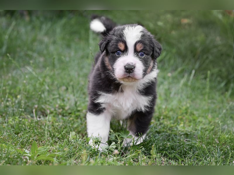 Black-tri  Australian Shepherd Rüde Welpe aus VDH / CASD Zucht in Thüringen