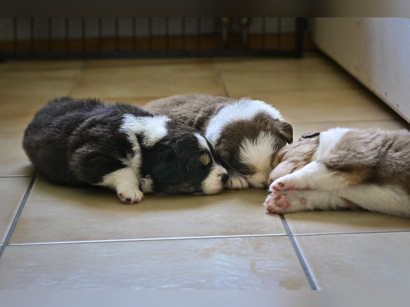 Black tri Australian Shepherd Welpe Rüde aus VDH / CASD-Zucht in Thüringen