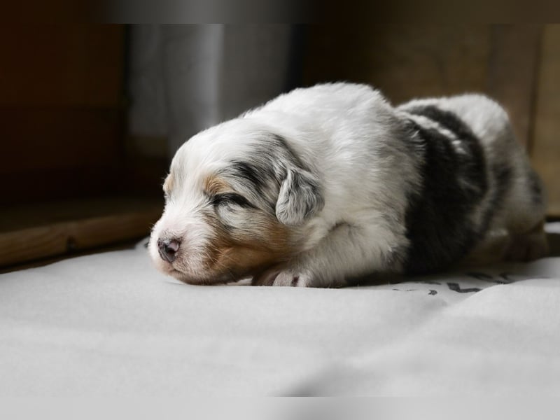 Blue-Merle Australian Shepherd Rüde Welpe aus CASD-/VDH-Zucht in Thüringen