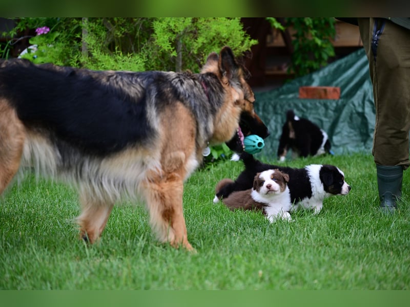 Roter Australian Shepherd Rüde Welpe aus CASD / VDH-Zucht in Thüringen