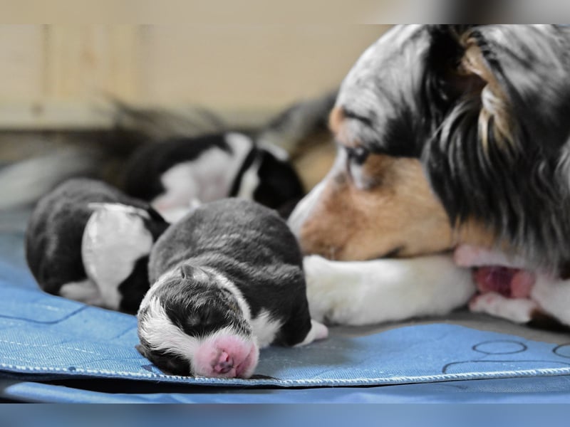 Black-tri Australian Shepherd Rüde Welpe aus CASD-/ VDH-Zucht in Thüringen
