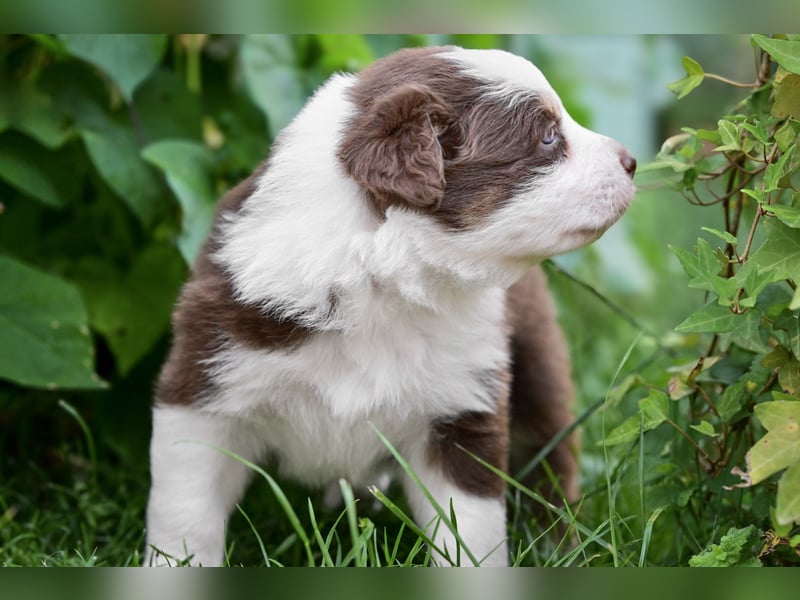 Roter Australian Shepherd Rüde Welpe aus CASD / VDH-Zucht in Thüringen