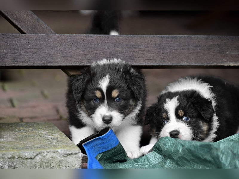 Black tri Australian Shepherd Welpe Rüde aus VDH / CASD-Zucht in Thüringen