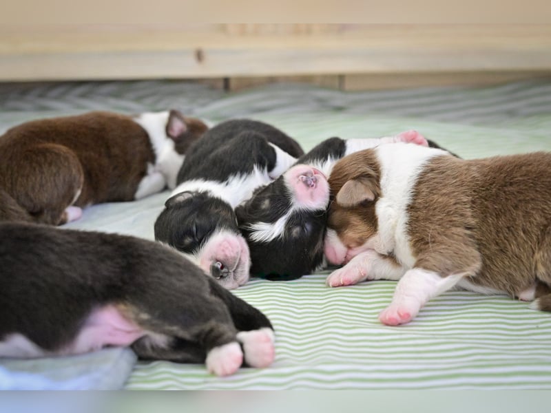 Roter Australian Shepherd Rüde Welpe aus CASD / VDH-Zucht in Thüringen
