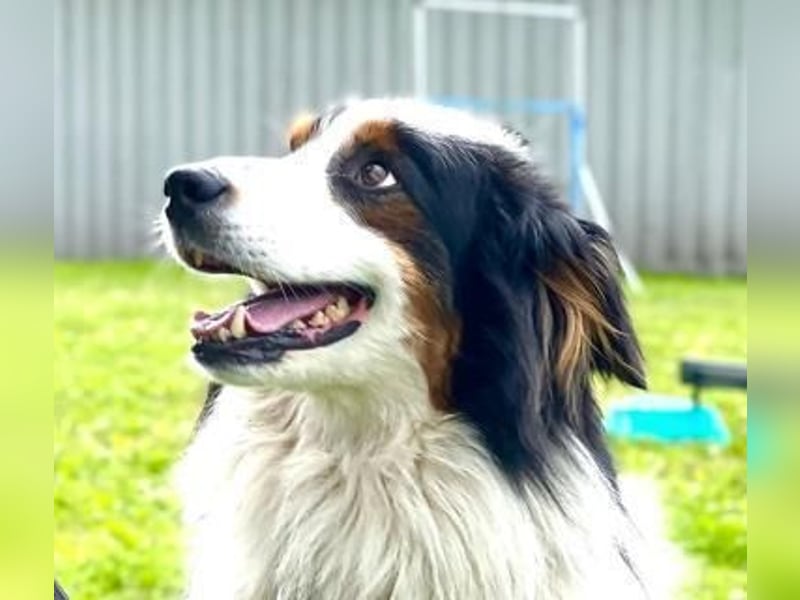 Sammy - verhaltensorigineller und emotionsflexibler Australien Shepherd