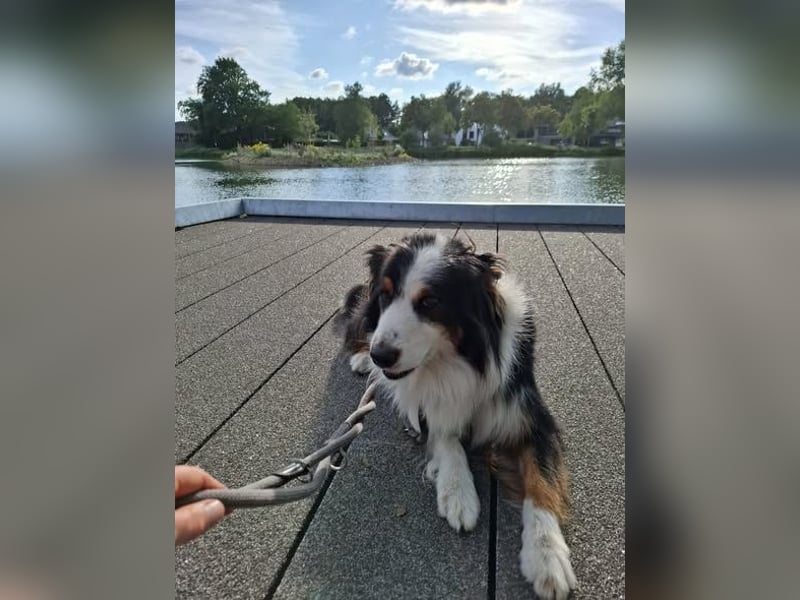 Sammy - verhaltensorigineller und emotionsflexibler Australien Shepherd