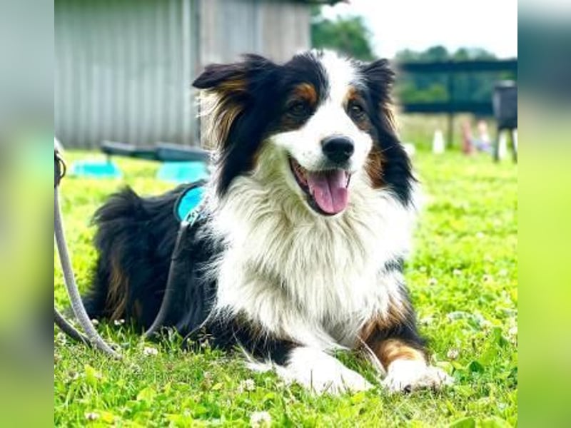 Sammy - verhaltensorigineller und emotionsflexibler Australien Shepherd